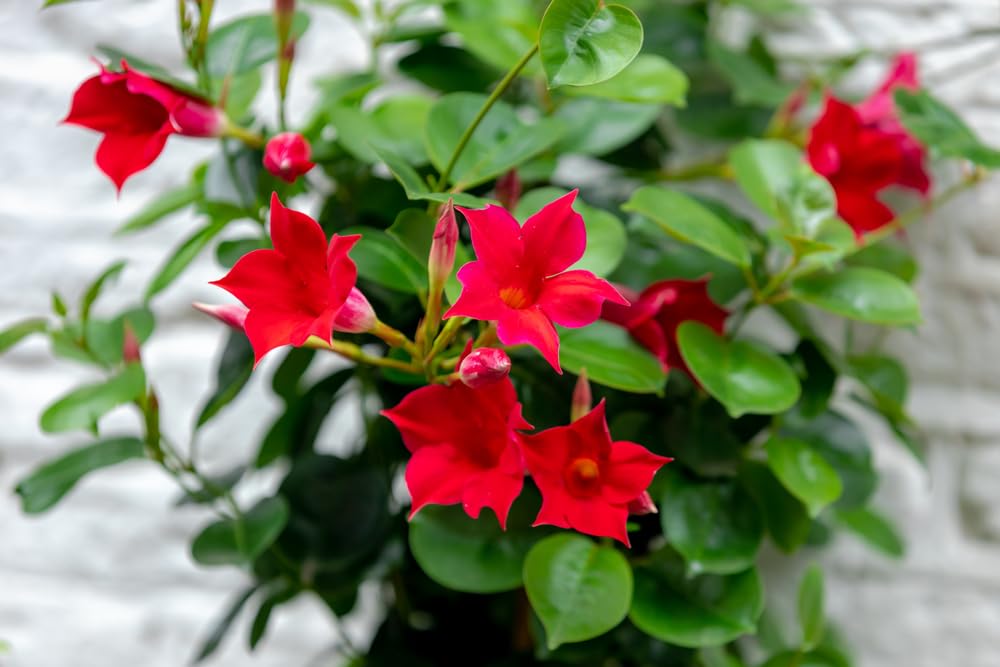 Mandevilla Red Fury Live Plants (5-9") - Pack of 2 (Two) - Deep Crimson Rocktrumpet Vine - Heat Tolerant Tropical Climber - Fast Growing Patio Container Garden - Hummingbird Magnet