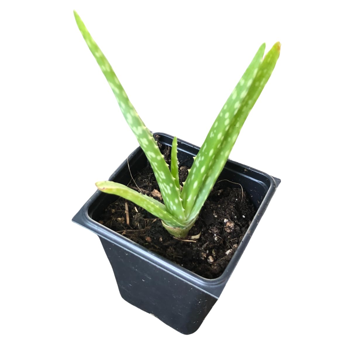 Live Aloe Plant (Aloe barbadensis Miller, Aloe Vera) in 2.5 inch Pot - Easy-to-Grow House Plant