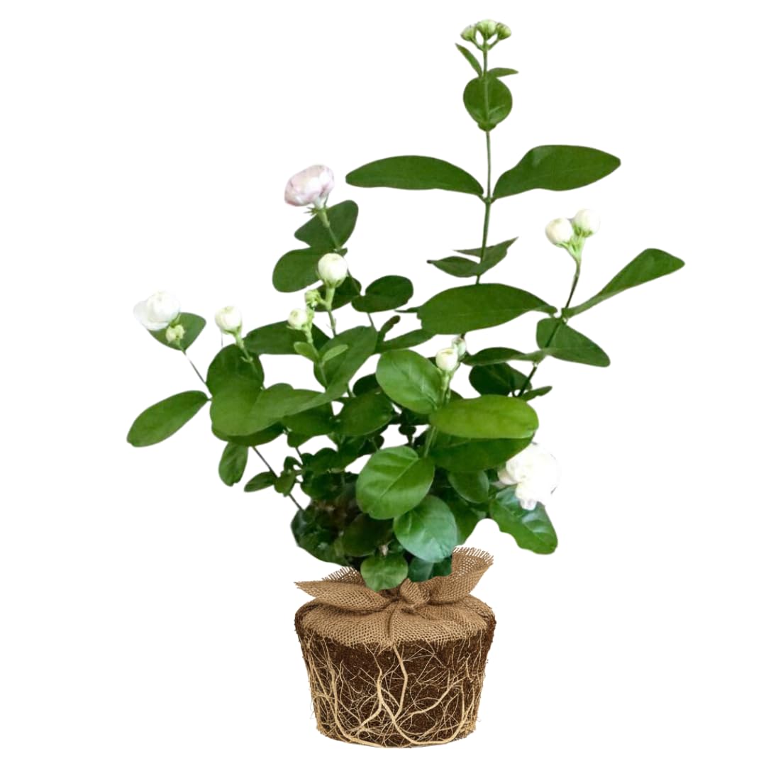 2 Double White Jasmine Plants Live, Live Jasmine Plants, Grand Duke of Jasmine Live Plants, 4 to 6 Inc Long, Sambac Jasmine Live Plants for Grow Garden