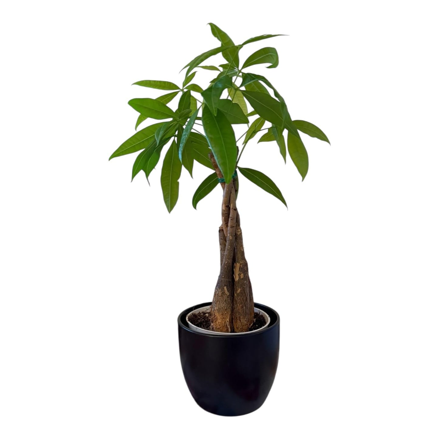Hopewind Plants Shop Money Tree Live Plant | 14-22 Inches Tall Bonsai | Easy to Grow Indoor Houseplant | Home, Office, or Room Decor | Birthday, Housewarming Gift (Black)