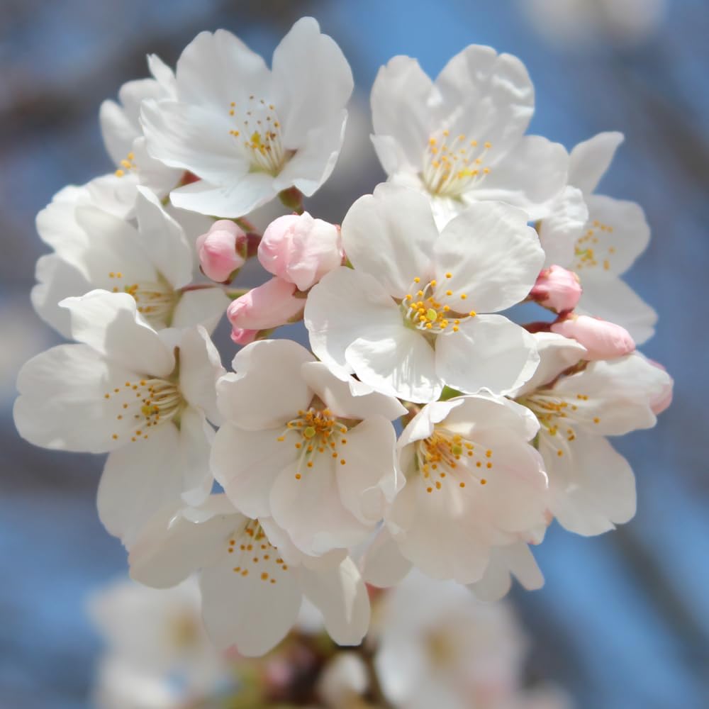 2 White Cherry Blossom Tree Plants, Live Cherry Blossom Plant in Pot, 8 to 12 Inch Tall White Cherry Blossom Live Plant, Cherry Blossom Tree Live Plant in Pot