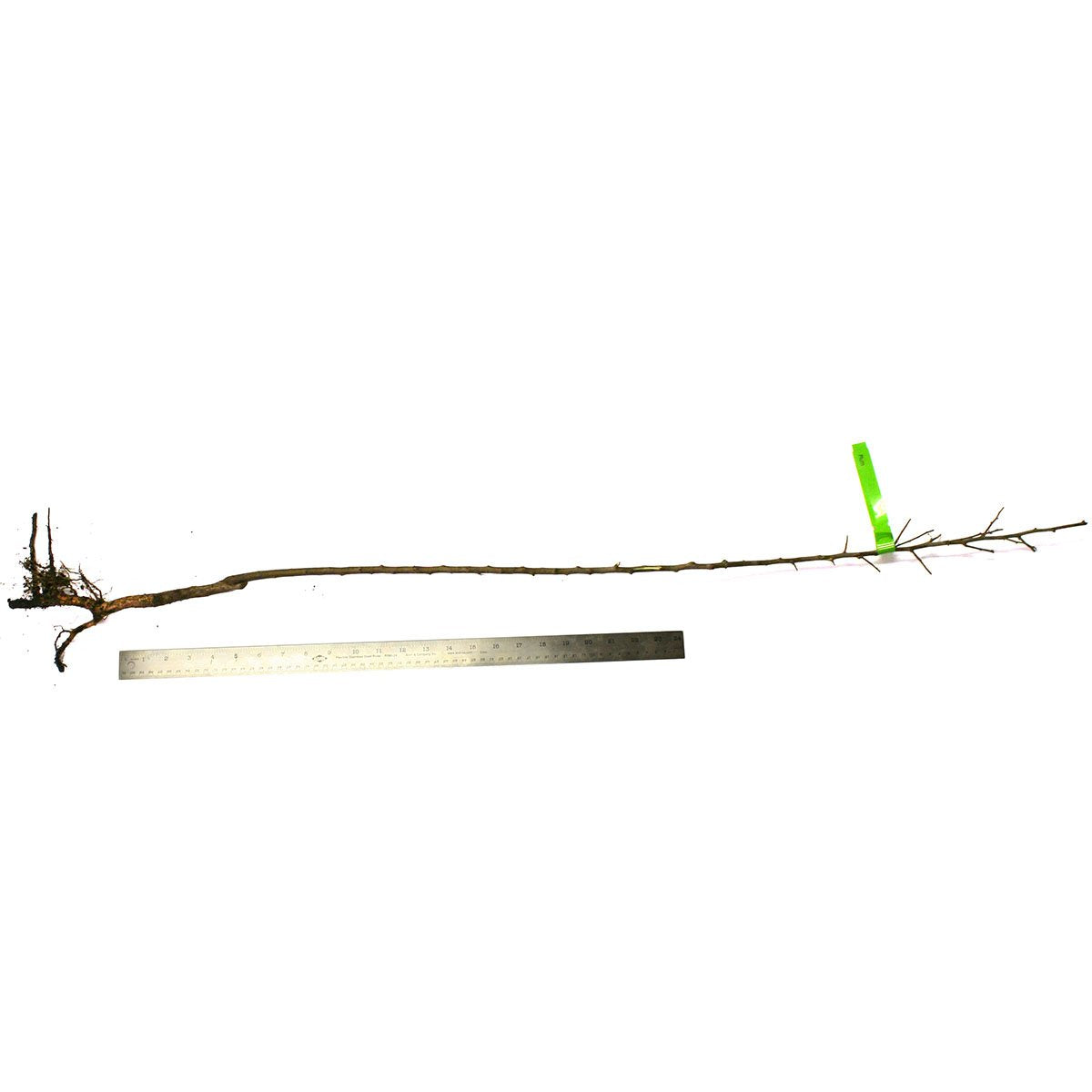 Van Zyverden Plum Tree - Methley - 1 Root Stock
