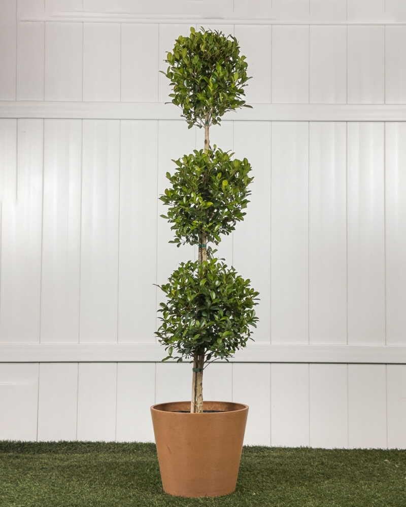 RedCrocus - RedCrocus Dwarf Brush Cherry Eugenia m. 'Globulus' 3 Ball Standard Evergreen Shrub, Perfect for Gardens & Containers, Floral Spring Blooms, Pet Warning 12" Pot