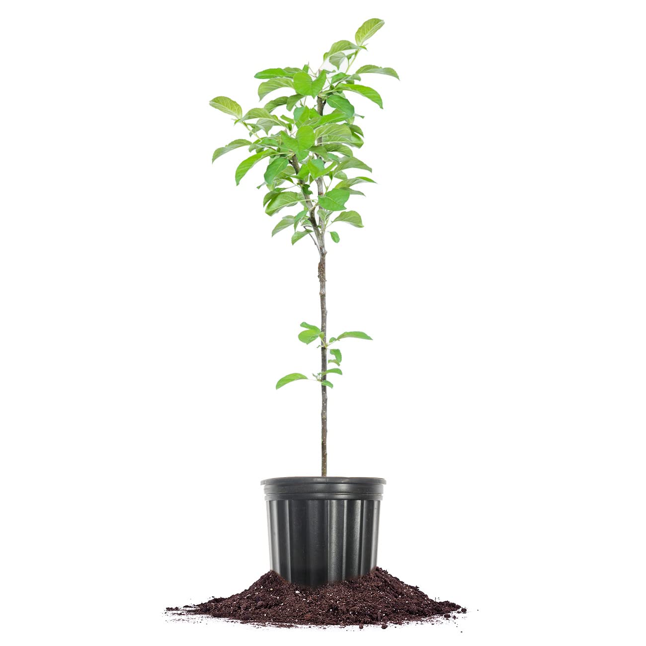 Perfect Plants Golden Delicious Apple Tree 1 Gallon | Live Fruit Trees for Outdoor Planting | Self Fertile & Easy to Grow | Sweet & Healthy Fruits Perfect for Home Gardens