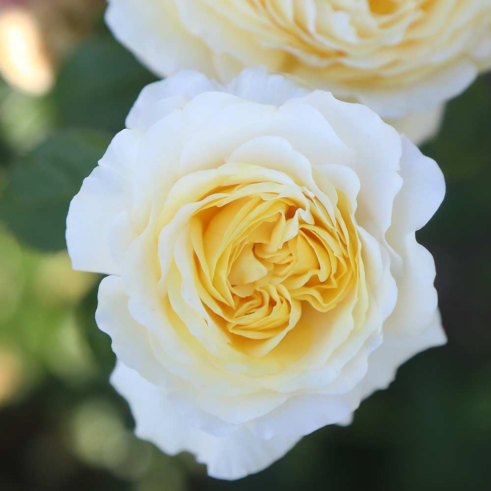 Heirloom Roses Hybrid Tea Rose Bush - Moonlight Romantica® Live Yellow Rose Plant for Outdoor Planting