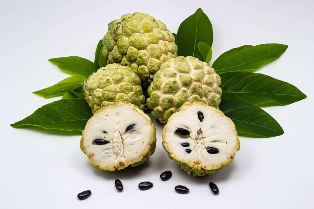 Sugar Apple Tree (Annona) – 3 Feet Tall and the Tree May Begin Flowering Next Season. Shipped in Pot. We do NOT Ship to California or Hawaii Due to Agricultural restrictions.