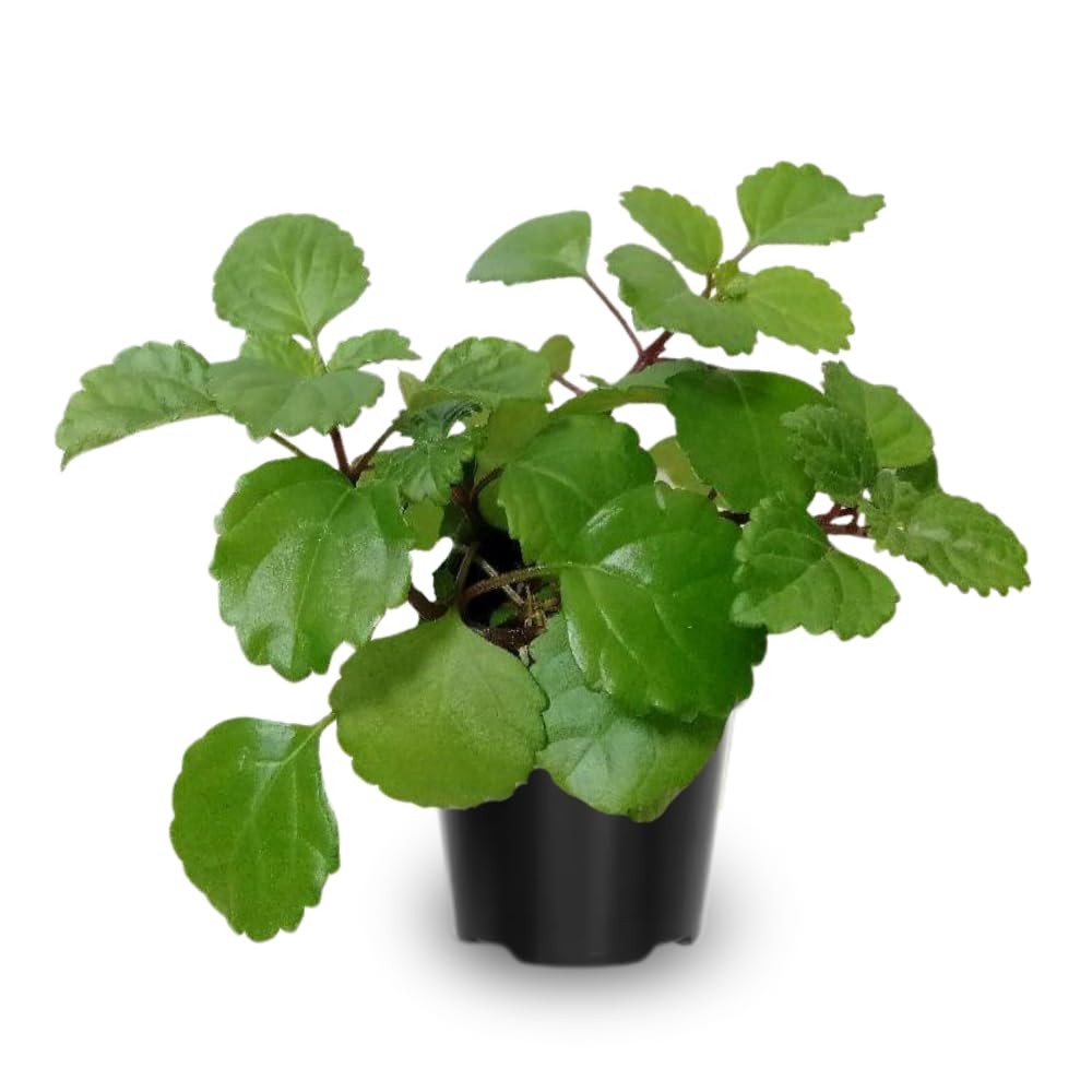2 Green Swedish Ivy Plants Live, Plectranthus Swedish Ivy Plant Live, 3 Inc to 6 Inc Tall Seedling, House Plant Live
