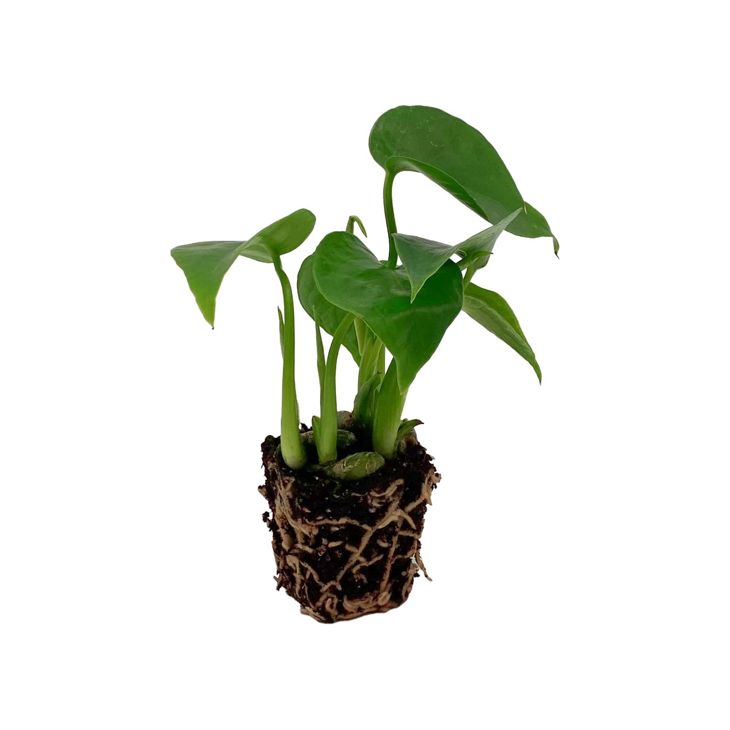 ragnaroc Monstera Deliciosa 2-4" 1ct – Live Plant for Indoor Outdoor Use, Garden & Landscaping – Live Arrival Guaranteed