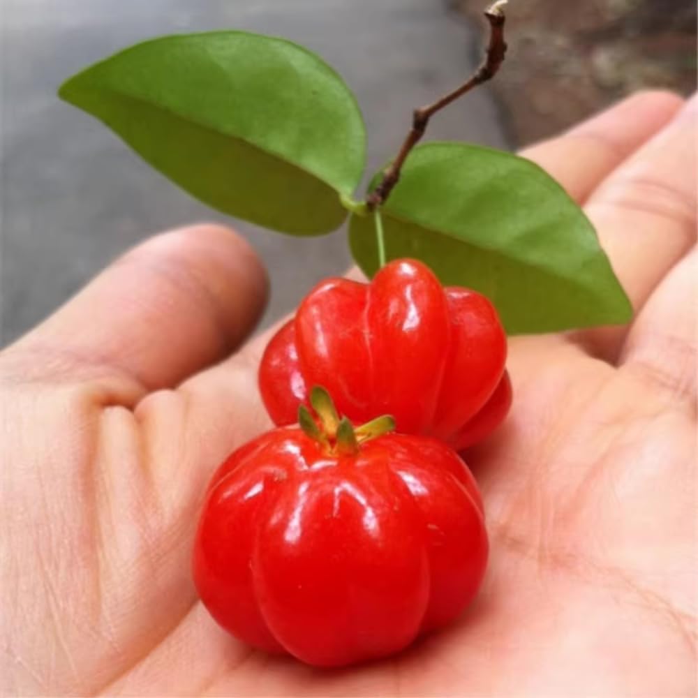 Surinam Cherry Tree Live Plant, 4-7" in Tall, Edible, Sweet, High Yielding Cherry Fruit Tree Fast-Growing for Outdoor Spring Planting