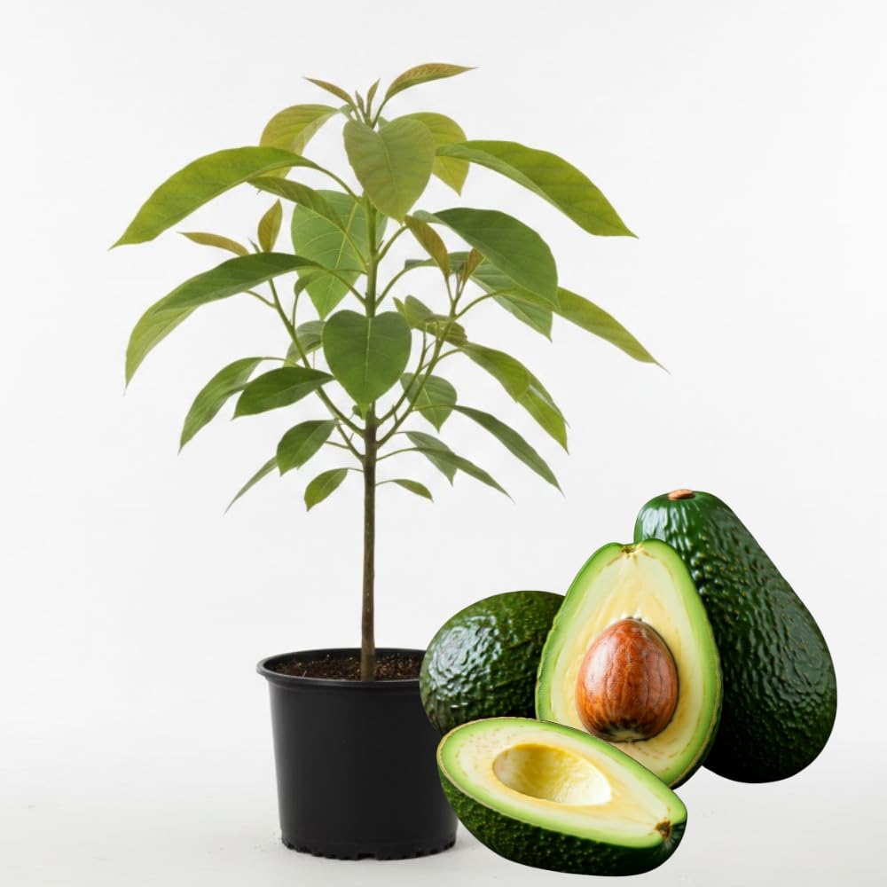 Live HASS Avocado Tree, Avocado Seedlings from 1 to 2 Feet Height, 3 Gal Pot for Edible Gardening, No Shipping to CA