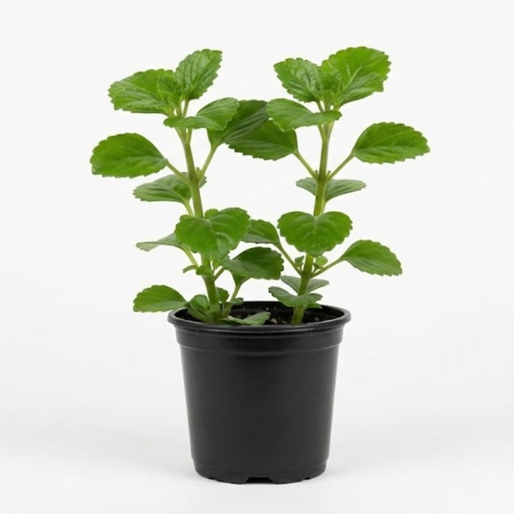 2 Swedish Ivy Plants Live House Plants | 2 Plant Per 3.25 Inch Pot | Trailing Indoor Plant for Home Decor, Shelves & Hanging Displays