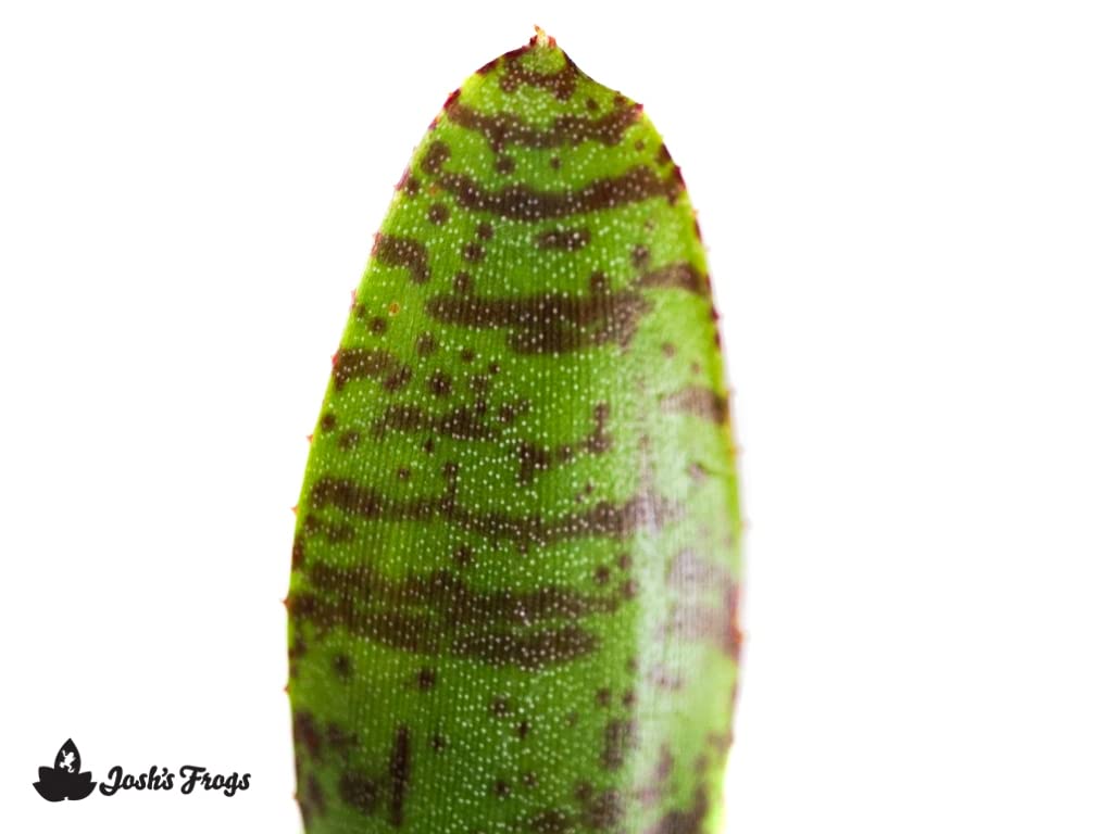 Neoregelia ampullacea 'San Diego WBC 94' Bromeliad