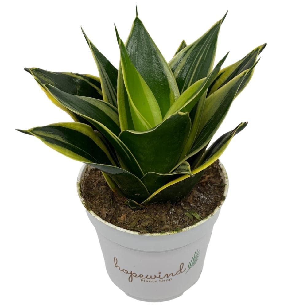 Live Plant, Snake Plant, Indoor Plant, Sansevieria, Air Purifying, Easy Care, 4 inch Pot by Hopewind Plants Shop (Black Star (Black Gold))