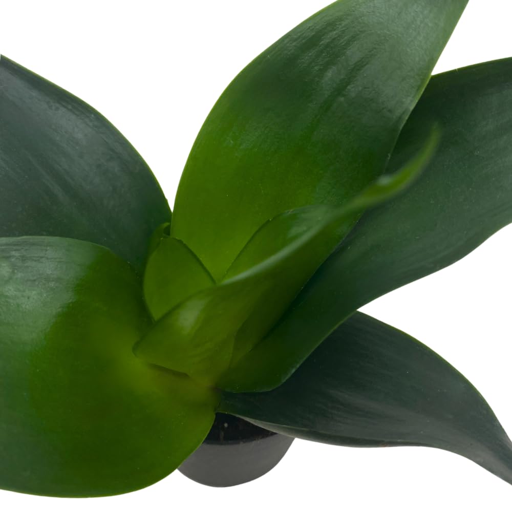 BubbleBlooms Black Dragon Snakeplant in a 2 inch Pot All Green Snake Plant