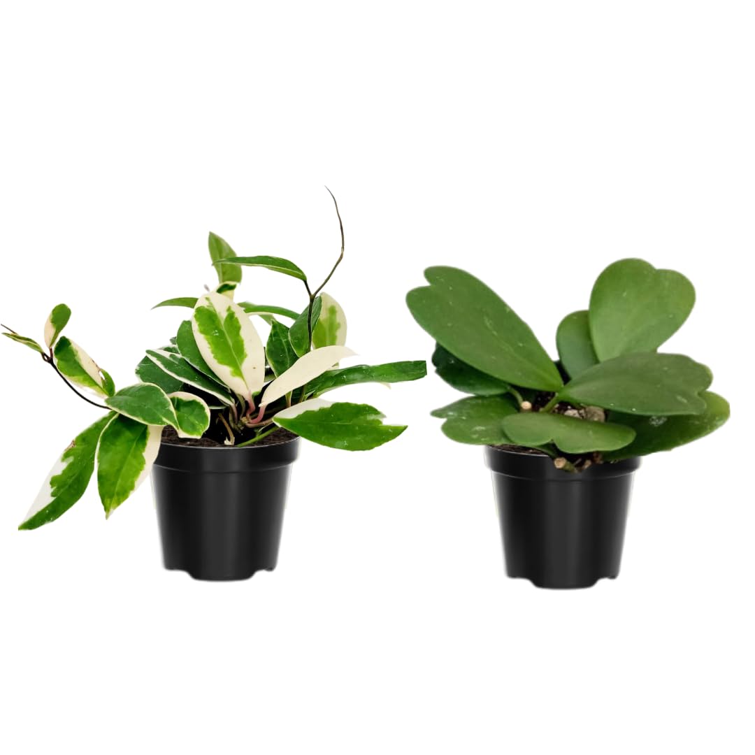 Combo 2 Hoya Live Plants, Hoya Kerrii Heart Plant, Hoya Carnosa Tricolor Houseplant Indoor Planting 4-7 Inch Tall