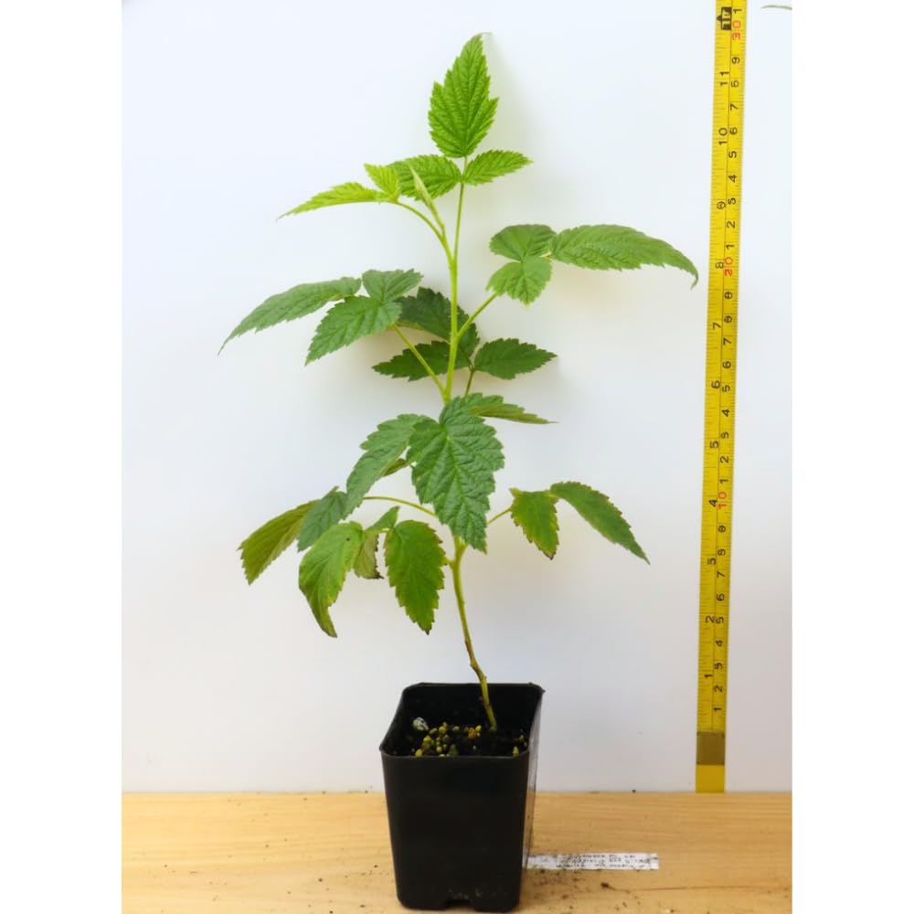 Raspberry Plant Live for Planting 6 to 12 Inch Height, Raspberry Bush Live Plant to Grow, Sweet Raspberries Seedling Outdoor (Red Raspberry)
