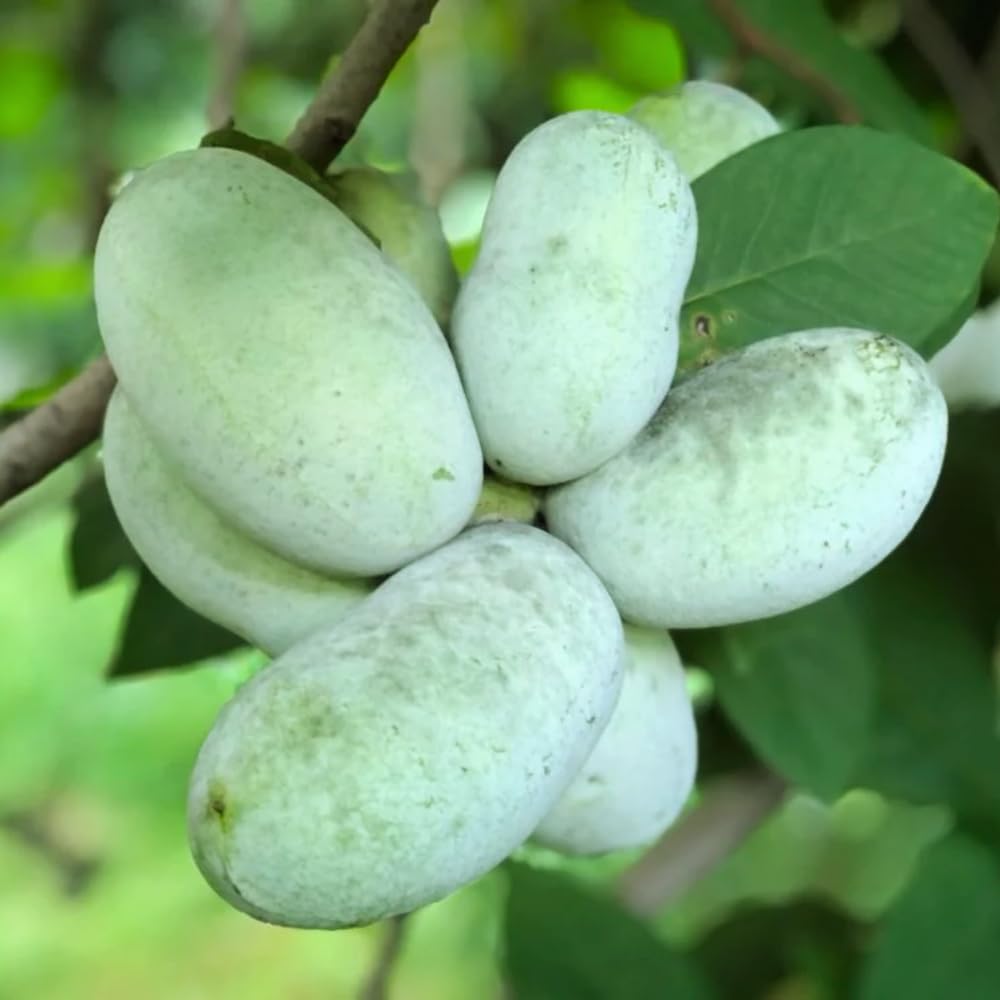 2 Common Pawpaw Trees Live Plants Size 1 Year Old, Potted 6-12" Tall Dormant Paw Paw Seedling Plants, Well Rooted, Ornamental Fruit Asimina Triloba