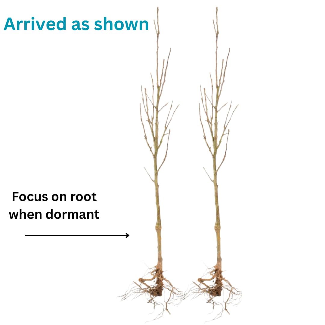 Dormant Dogwood Tree Live Plant, 9 Months Old 6-12 Inch Tall in Quart Pot, Dogwood Tree Potted, Perennial, Well Rooted Plants, Cold Hardy (White Kousa)