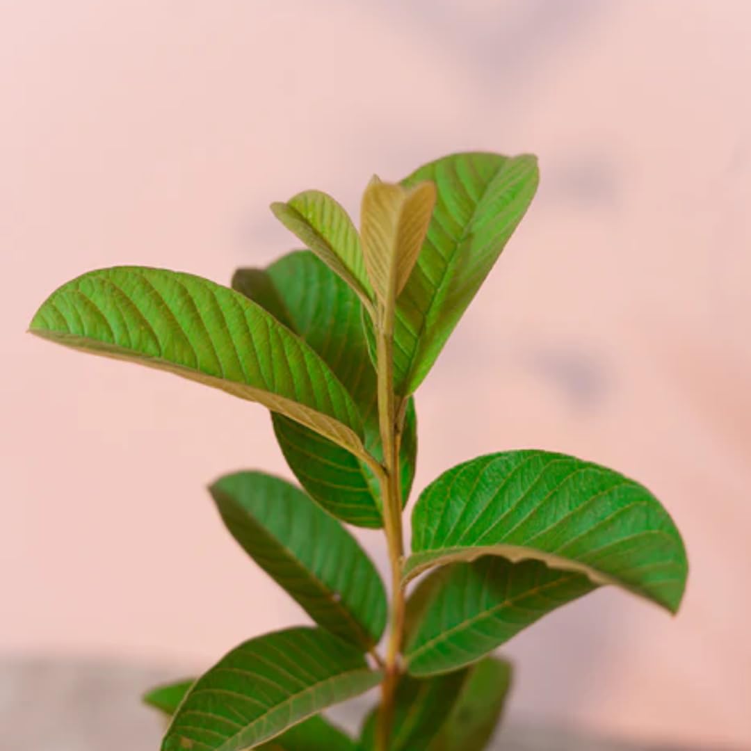 Live Pink Guava Tree Plant 1 Year Old Seedling, Guava Tree Fruit Plant, 5 to 8 Inches in Tall, No Pot