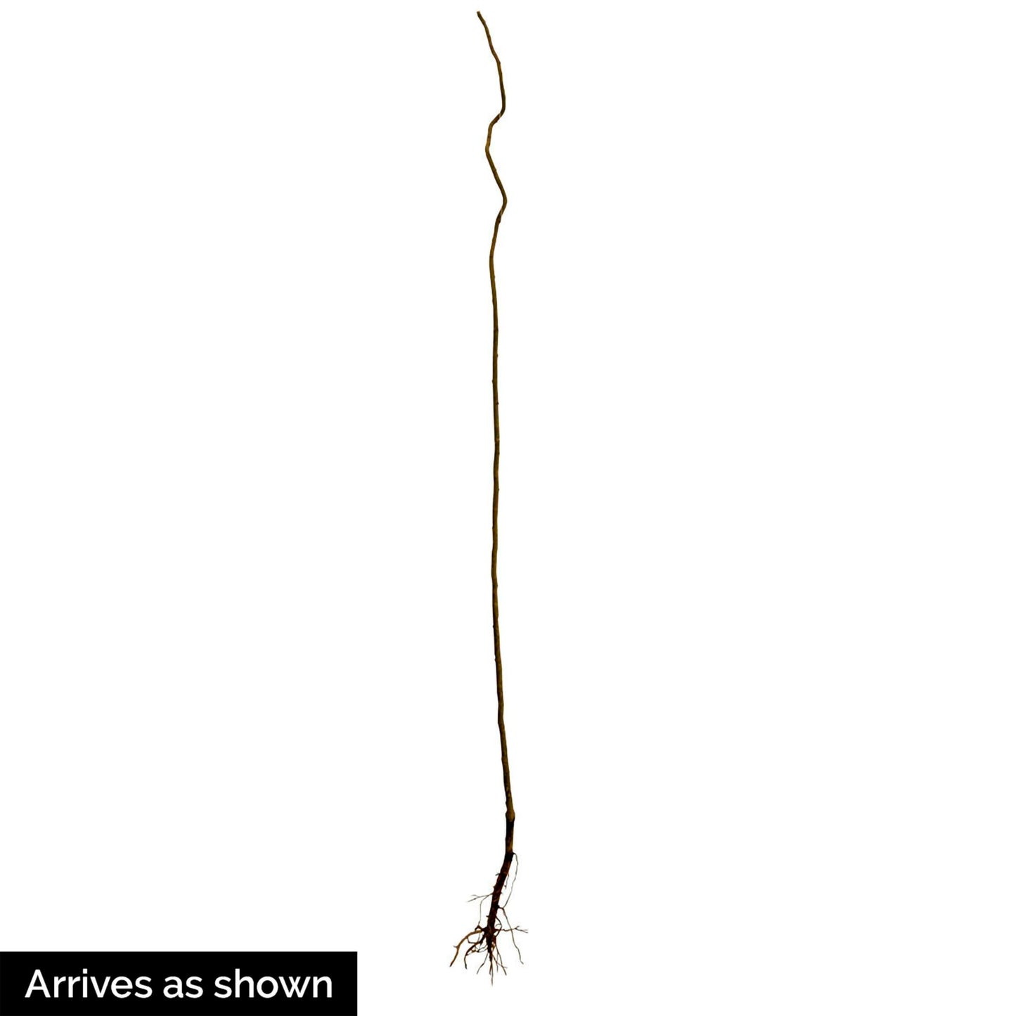 SPRING HILL NURSERIES - Weeping Willow Dormant Bare Root Starter Tree, One Tree Per Offer - Due to restrictions Can't Ship to MD, MT, or WI