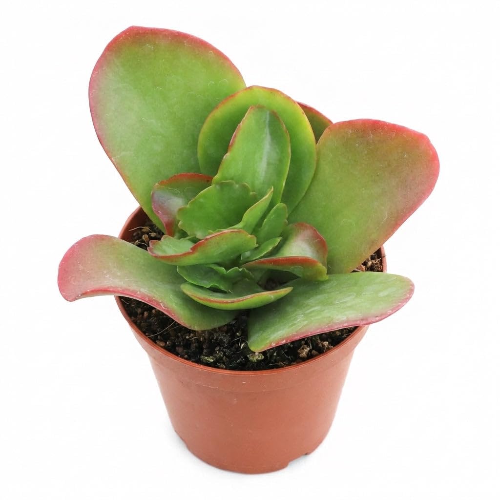 Kalanchoe ‘Vivien’ - Live Succulent Plant, 4 Inch Whtie Pot, Compact Green Leaves with Red Edges, Easy Care Indoor for Home Decor, Party Favor