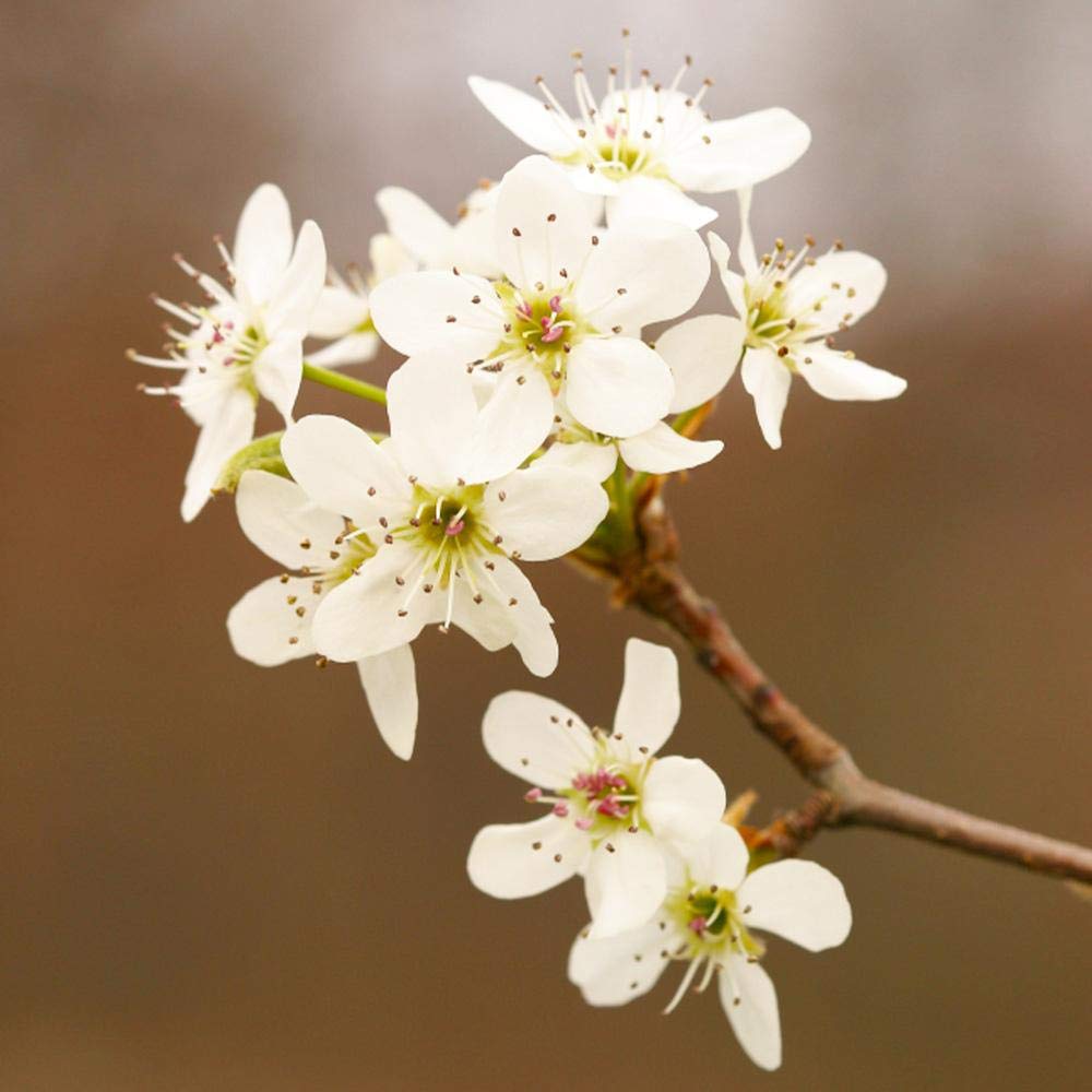 Brighter Blooms - Golden Delicious Apple Tree, 4-5 ft. - No Shipping to AK, AZ, CA, HI, ID, OR, WA