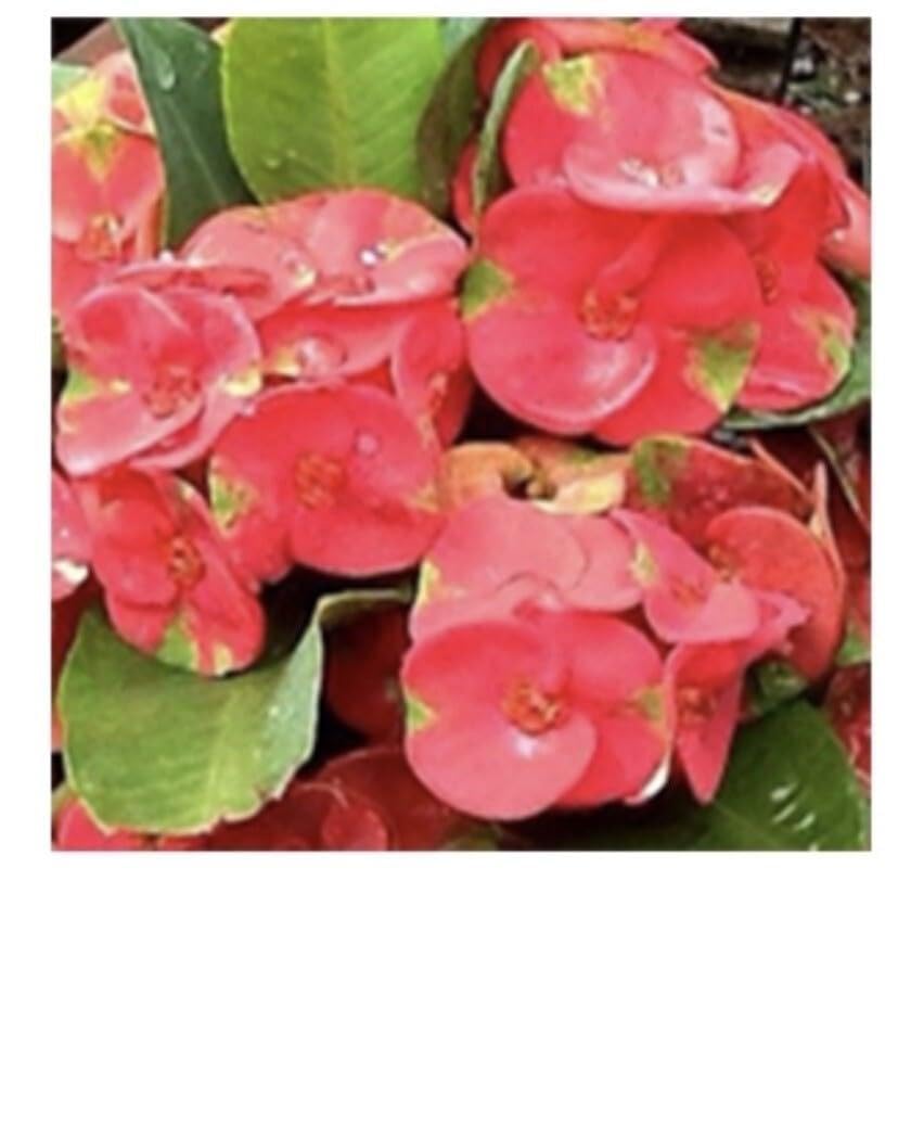 Live Plant - SAB MAHASEDTHEE Crown of Thorns-Euphorbia Milii Christ Plant Starter Plant