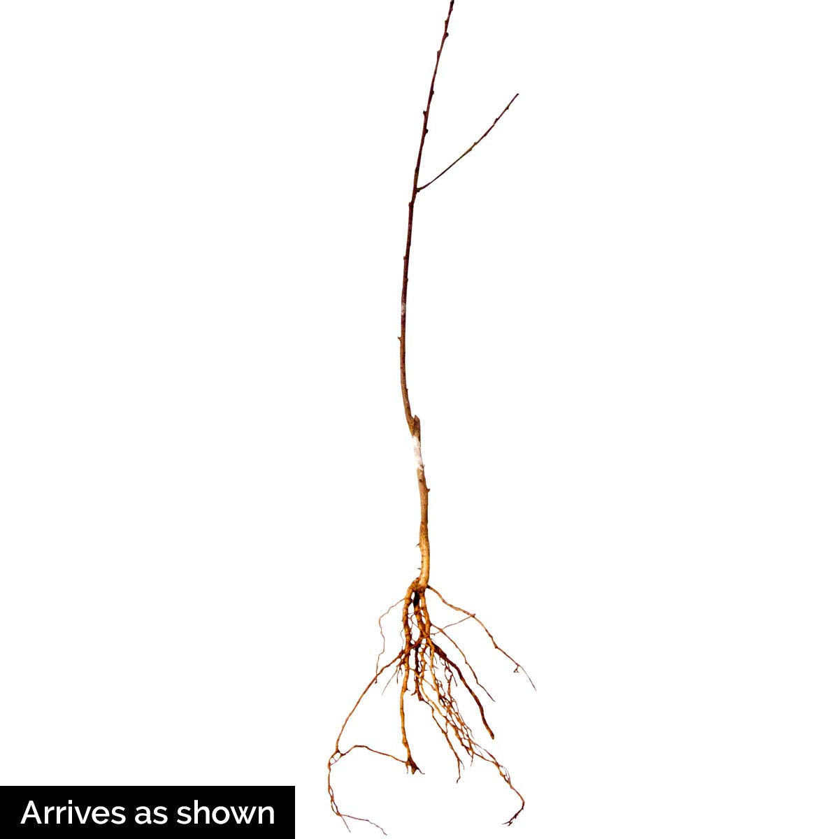 Contender Live Bare Root Fruiting Peach Tree - Includes 1 Tree per Order - Due to regulations Can't Ship to CA, CO, ID, MT, OR, or WA