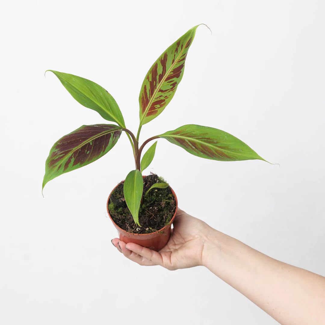 Zebrina Banana (Blood Banana) 5-9" Live Plant - Rare Red Variegated Foliage - Fast Growing Ornamental for Patio/Indoors - Tropical Rojo Accent