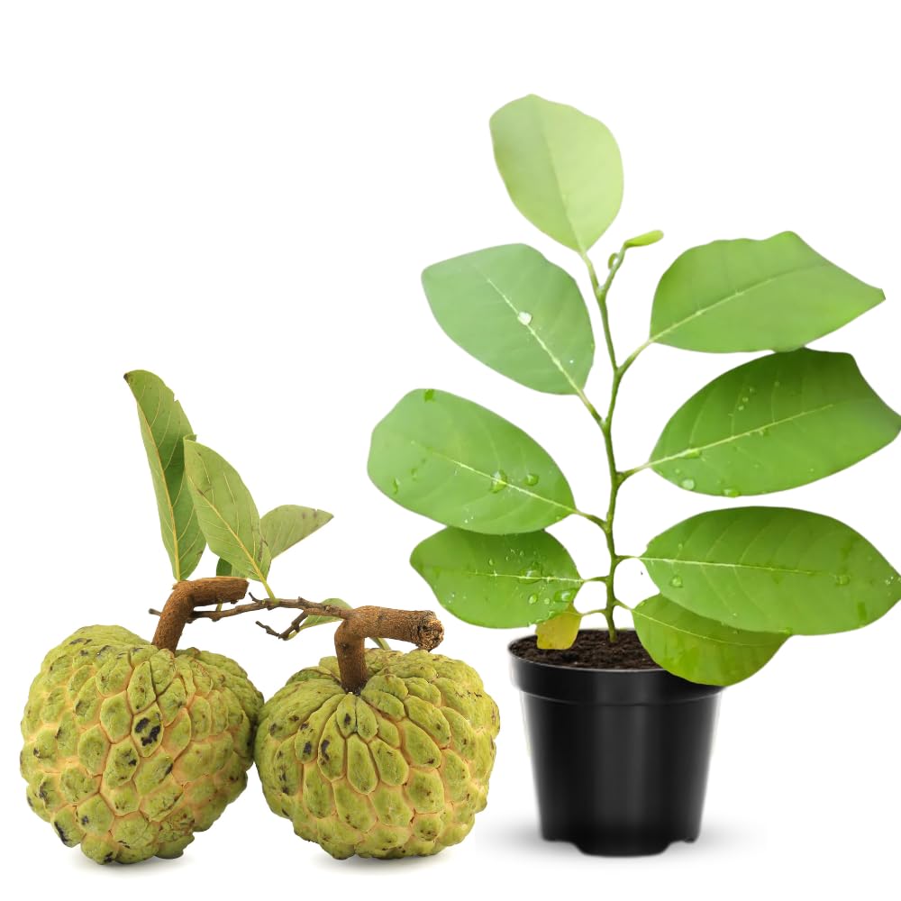 Sugar Apple Tree Live Plant, 5 to 9 Inc Tall, Tropical Custard Apple Fruit Tree, Well Rooted