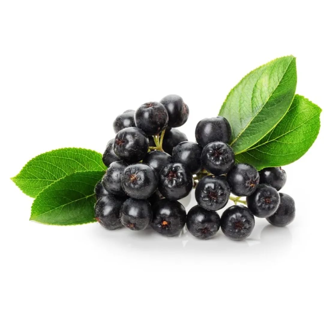 1 Year Old Black Chokeberry Live Plant 1-2 Feet Tall, Dormant, Cold Hardy Aronia Berry Bush for Orchard Landscaping, Chokecherry Plant Like