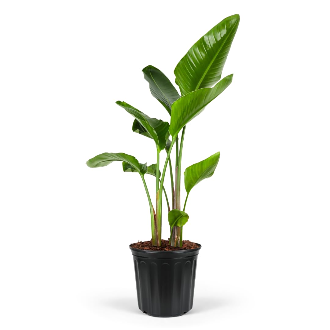 White Bird of Paradise, Strelitzia Nicolai - Live Indoor Plant in Pot, Exotic Home Decor, Air Purifying Houseplant, Tropical Plant, Flowering Plant