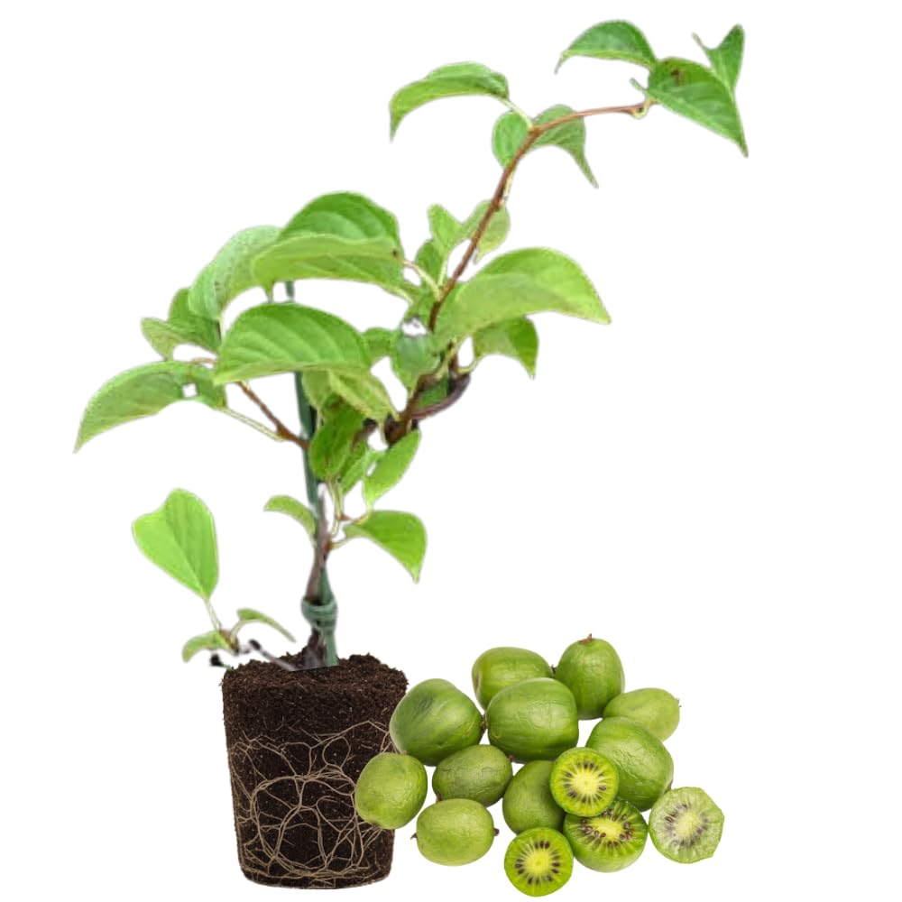 Kiwi Plant Live, Hardy Kiwi Berries Plant, Well Rooted Starter, 5-8" Tall, Kiwi Tree Live Plant, Kiwi Vine Live Plant