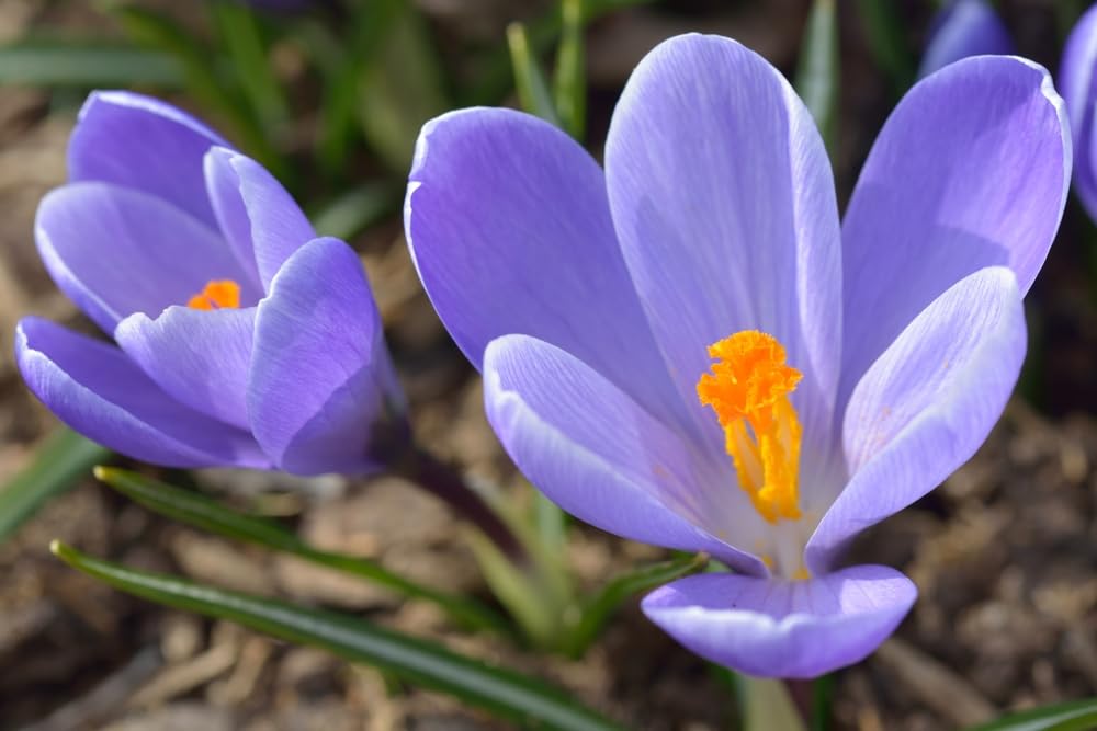 Crocus Flower Record Bulbs for Planting - Perennial Garden Flowers (20 Bulbs)