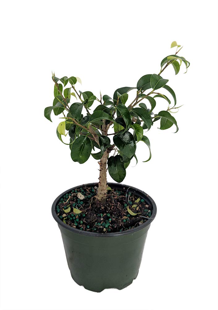 Too Little Weeping Fig - Ficus benjamina - 4" Pot - House Plant/Bonsai