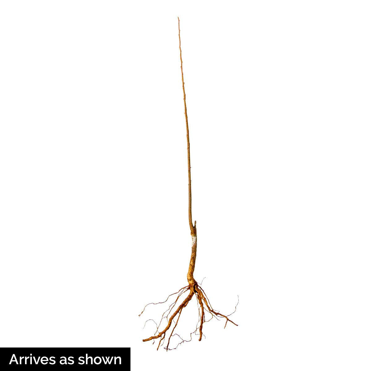 Blue Damson Plum Dormant Starter Bare Root Standard Fruit Tree, Due to restrictions can't ship to state of CA, CO, ID,MT, OR, or WA