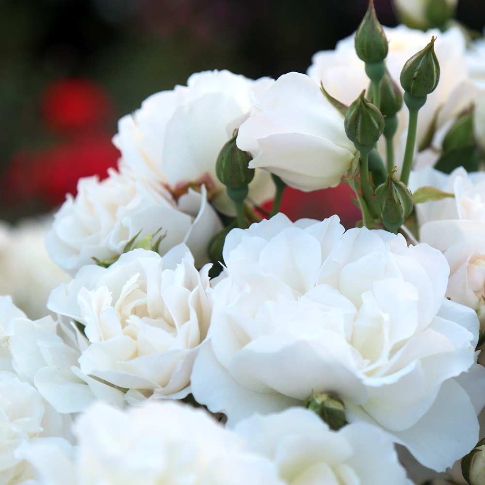 Heirloom Climbing Roses, Live Own Root Plant for Outdoor Garden, Cloud 10™, Moderately Fragrant, Hardiness Zones 5-10, Continual Blooming
