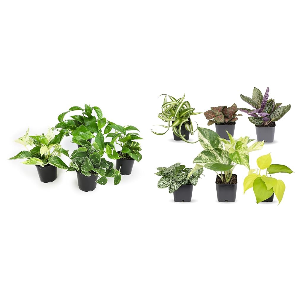 Altman Plants Live Pothos Plants (4PK) and Easy to Grow Houseplants (Pack of 6) Indoor Plants in Containers