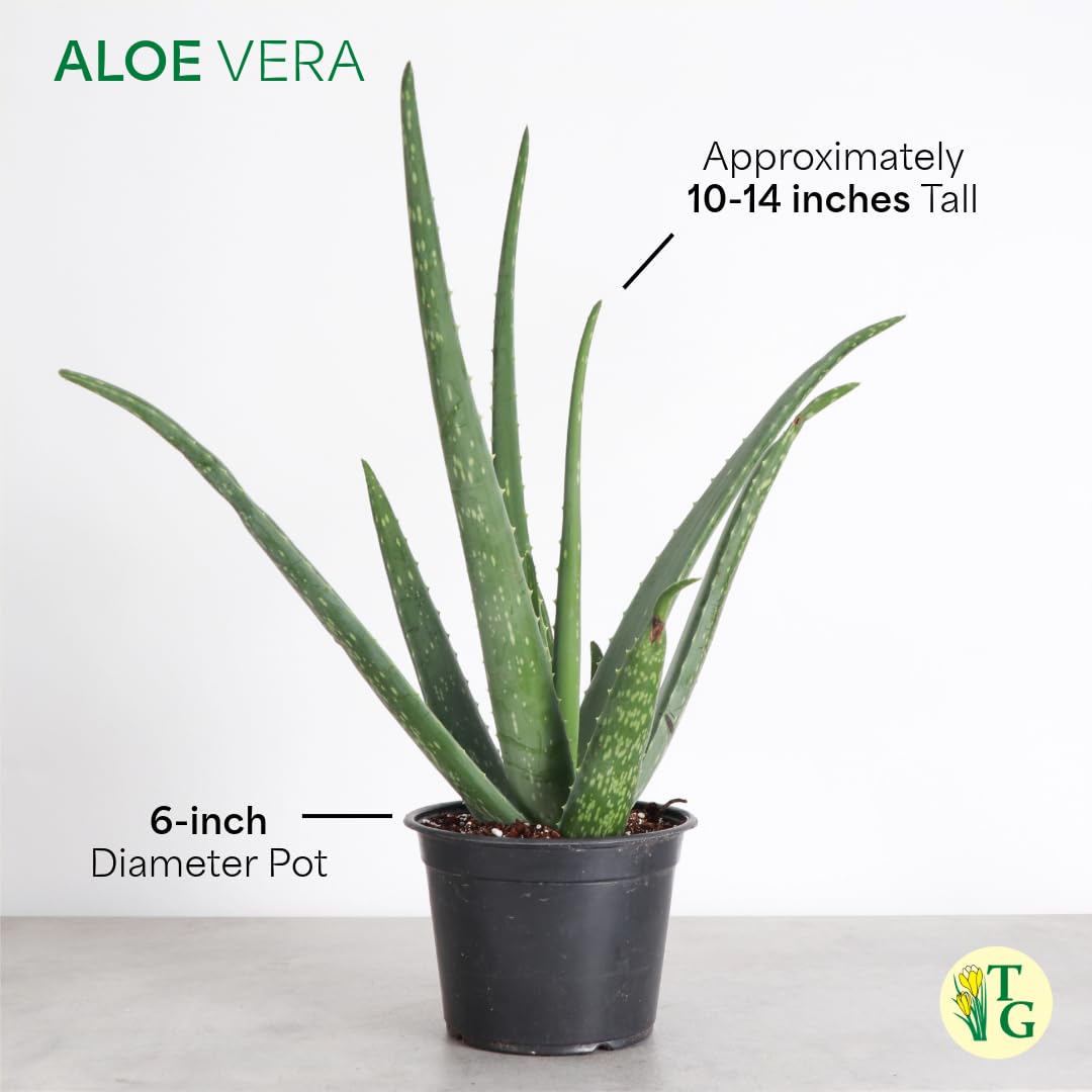 Thorsen's Greenhouse Aloe Vera, Live Indoor Plant, Aloe barbadensis, Easy to Grow, Succulent, Natural Air Purifier, 6" Diameter Pot (Chocolate)