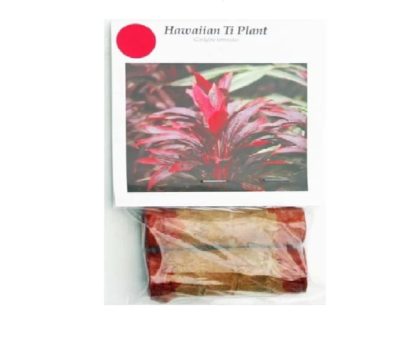 Hawaiian Red Ti Leaf Plant Logs Live Indoor/Outdoor Tropical Plants - 2 Cordyline Fruticosa Cutting Logs - Easy Care Good Luck Plant