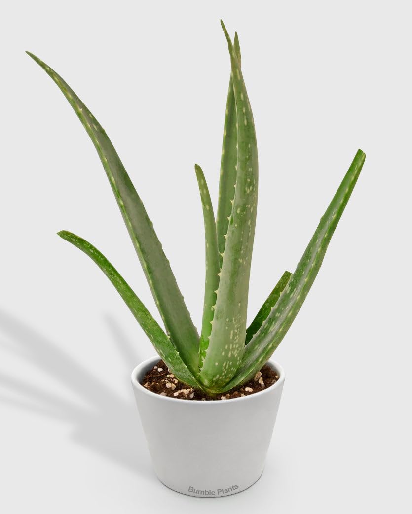 Aloe Barbadensis Mill Vera-4" Pot/White Cylinder - Live Plant Easy Care, Low Maintenance for Home Decor - Air Purification Houseplant