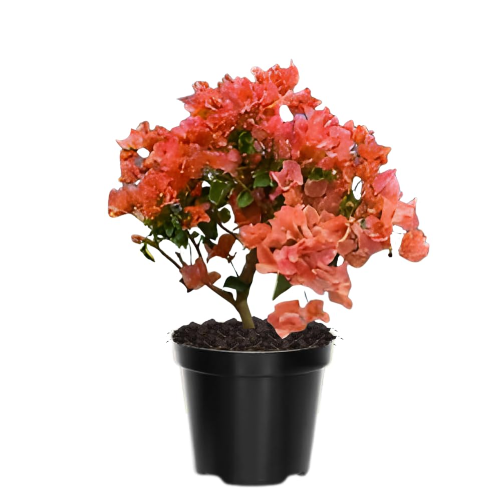 Set 2 Bougainvillea Plant Live, Trailing Flowering Vine, 4-6 Inches Tall, Well Rooted Bougainvillea, Outdoor Garden or Patio, No Pot (Orange)