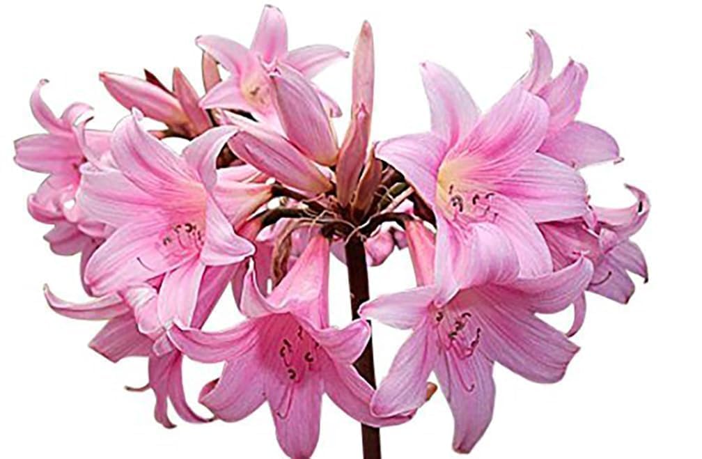 Naked Ladies Amaryllis Belladonna Bulbs – 3 Bulbs for Planting, 16–24" Tall – Elegant Indoor & Outdoor Plant – Ideal for Seasonal Decor – Low-Maintenance Amaryllis Bulbs (Not in Wax)