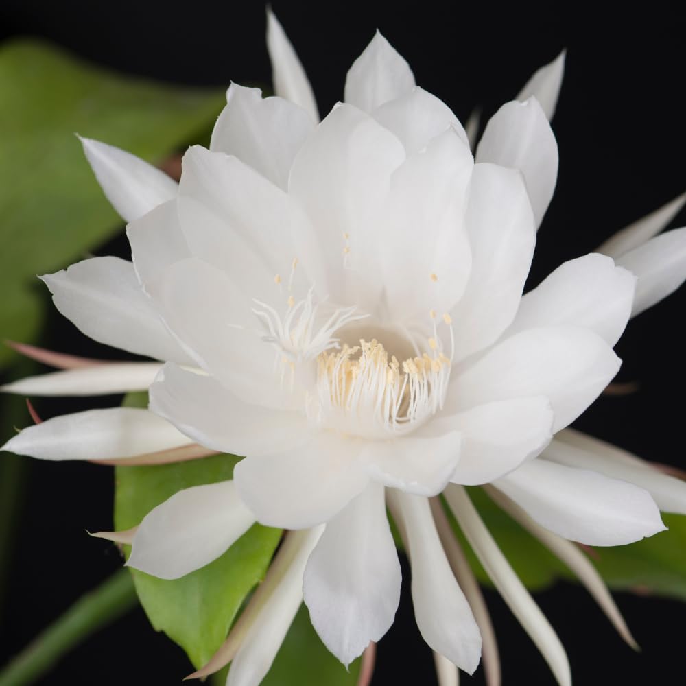 Night Blooming Cactus Plant, 4-6 Inch Tall, Fragrant White Night Blooming Cactus, 4 Inch Pot Rare Flowering Plant for Indoor and Outdoor Garden