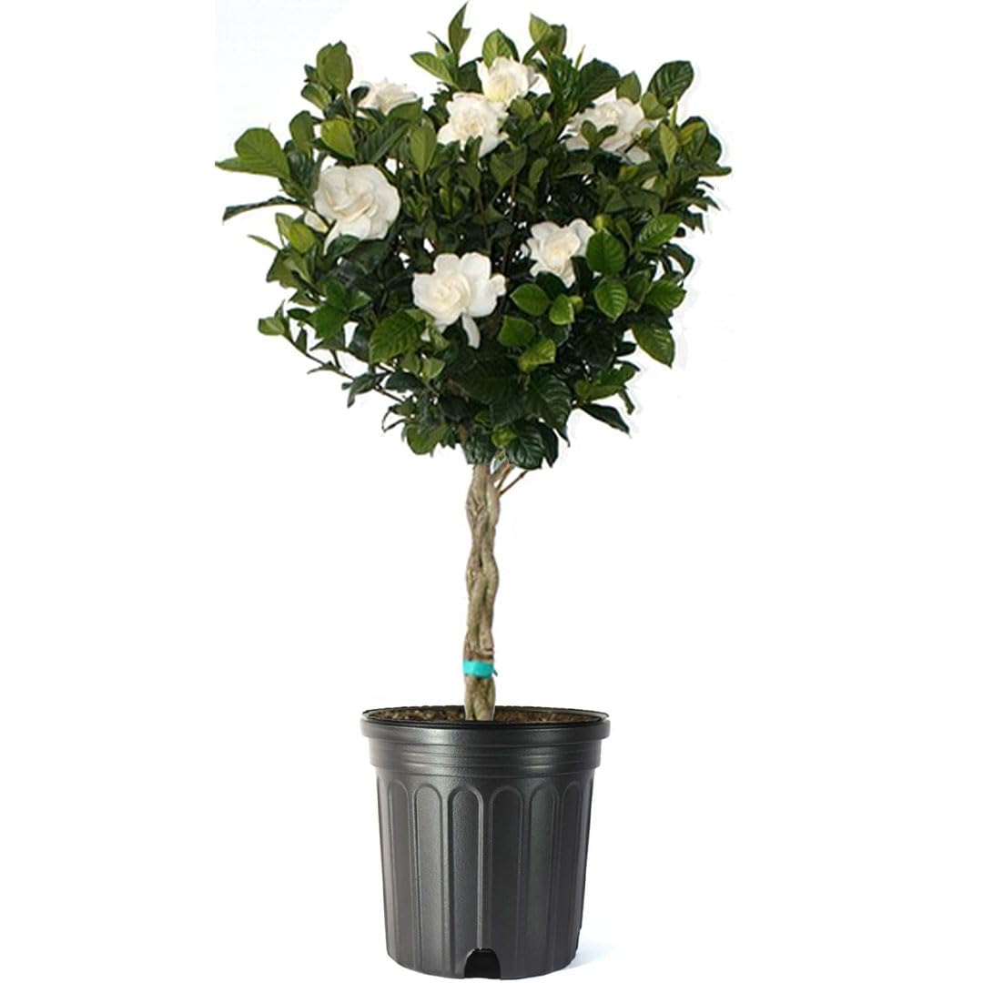 American Plant Exchange Gardenia Tree – Live Evergreen in Large 8-Inch Pot, Fragrant White Blooms, Easy-Care Indoor & Outdoor Flowering Tree for Home, Patio & Garden Décor