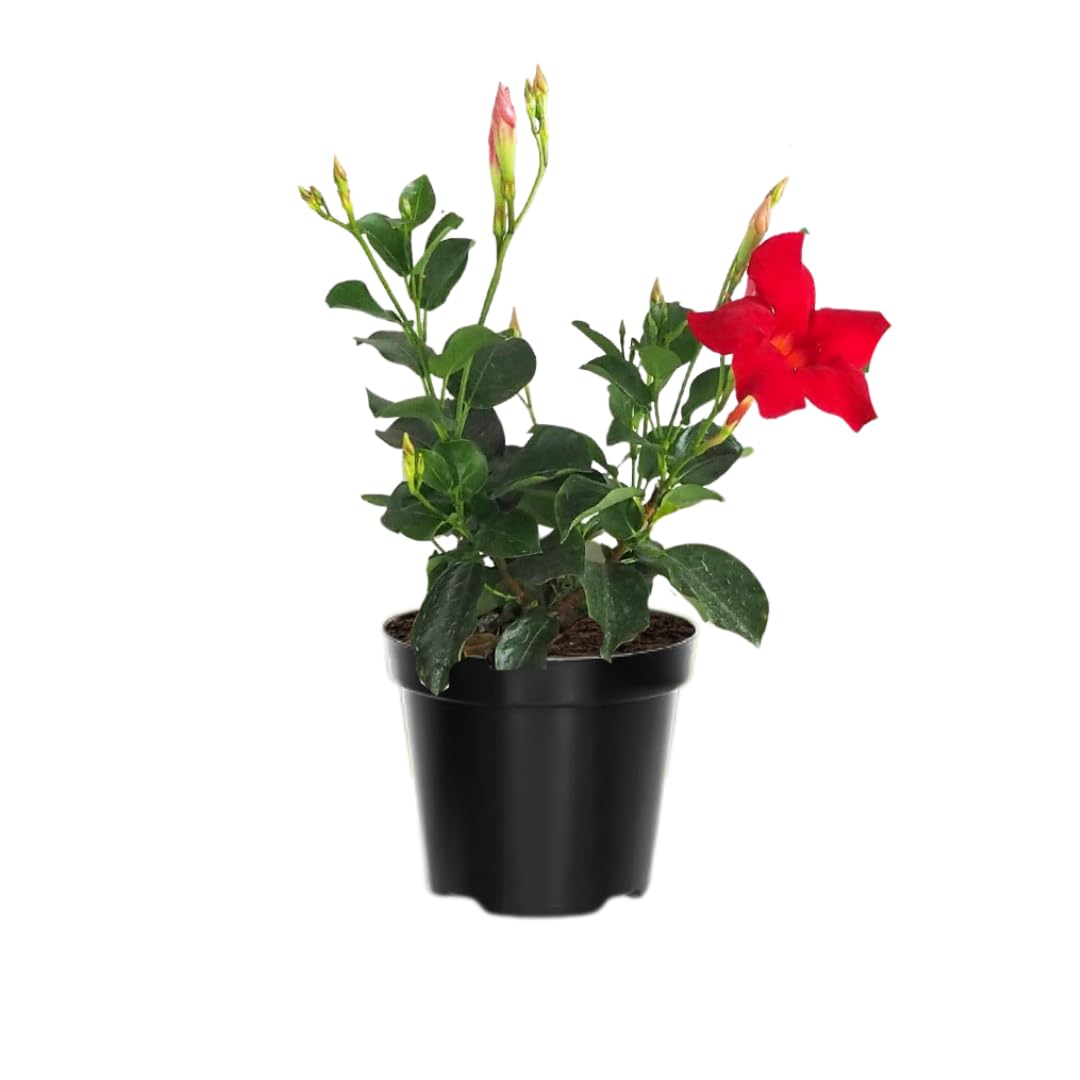 2 Red Mandevilla Plants Live for Garden, 4 Inc to 6 Inc Tall, Mandevilla Plants Live, Mandevilla Vine Plant, Mandevilla Plant