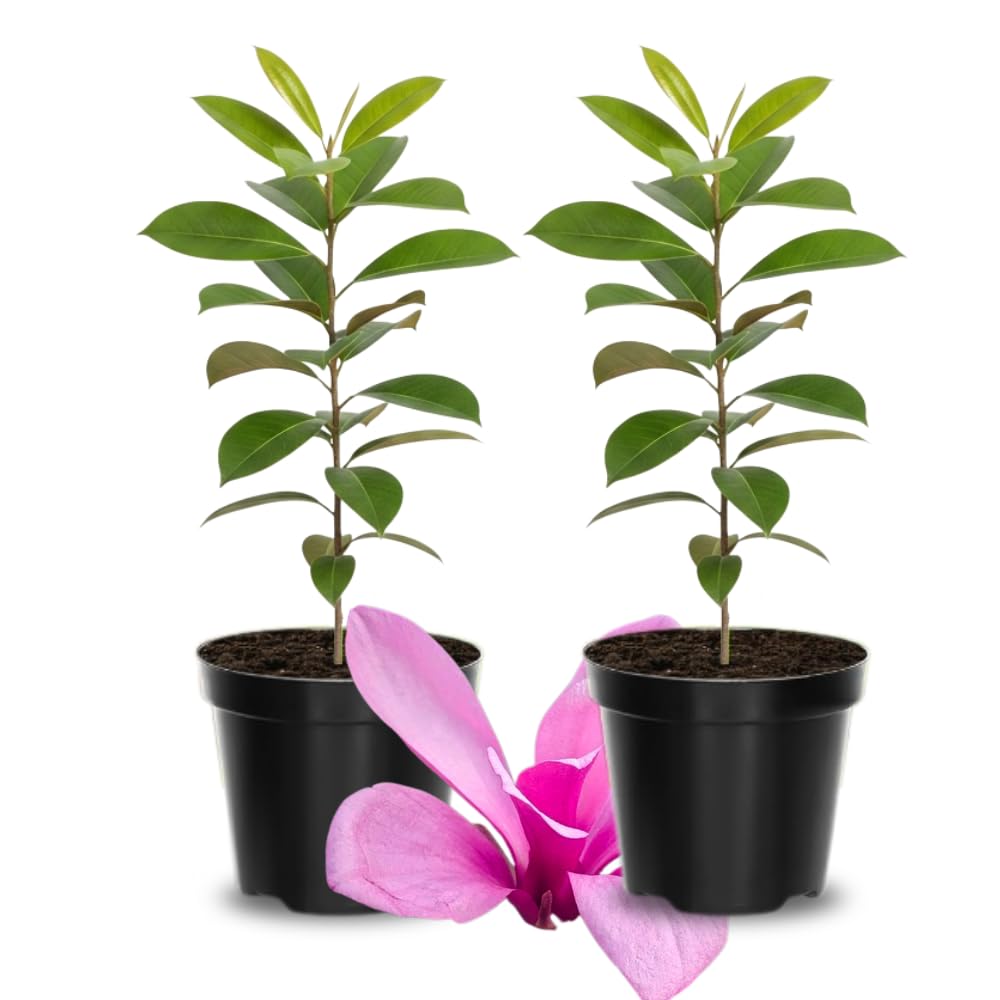 Pack 2 Jane Magnolia Plants Live, Fragrant Magnolia Bush Live Plants 6 to 12 Inch Tall, Tulip Shaped Magnolia Flowers Seedlings in 2.5 Inch Pot