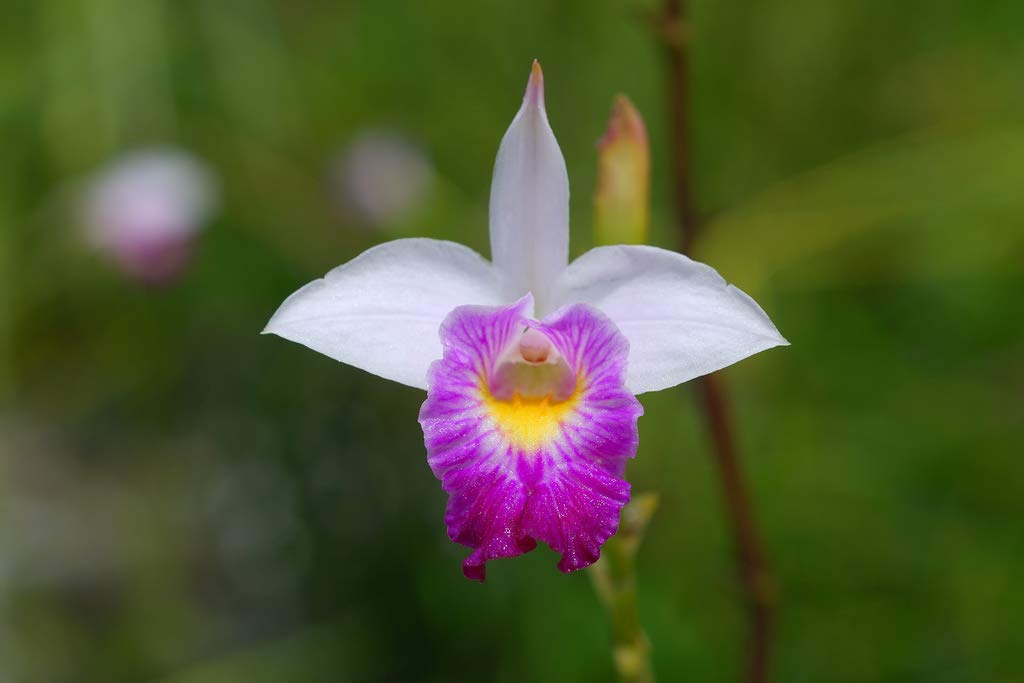 Hawaiian Bamboo Orchid Plant Root - Live Tropical Orchid, Easy Care Indoor Outdoor Flowering Plant with Fragrant Purple Blooms, Hawaii Grown Orchid
