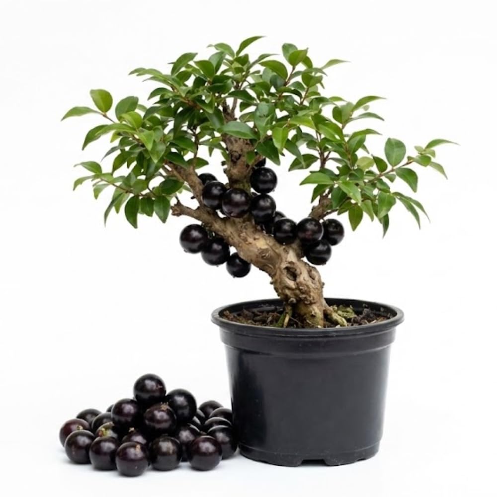 Sabara Jaboticaba Tree Live Plant, Jabuticaba Fruit Tree, Sweet and Edible Fruit for Outdoor Gardening, Starter Tree in Pot (One Gallon)