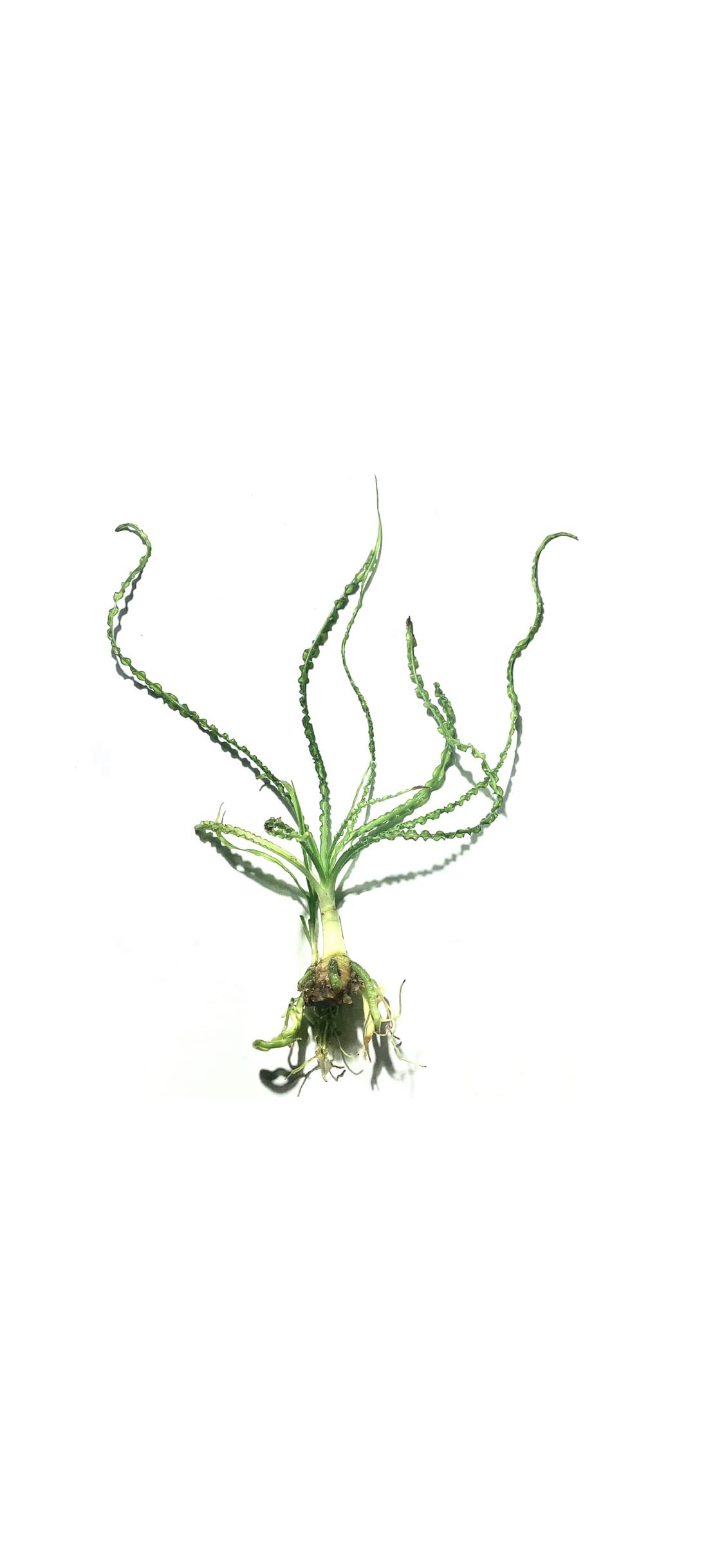 Marcus Fish Tanks Crinum Calamistratum Easy to Grow Hardy Live Aquarium Plant Betta Fish Plants